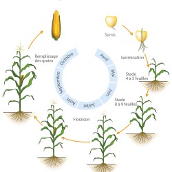 cycle_vie_mais2