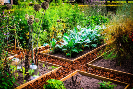 afboordingmoestuincollstrop