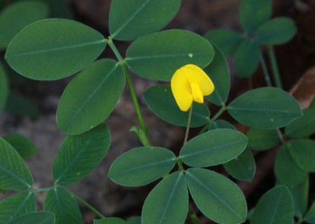 Arachis pintoi