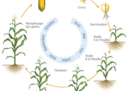 cycle_vie_mais2