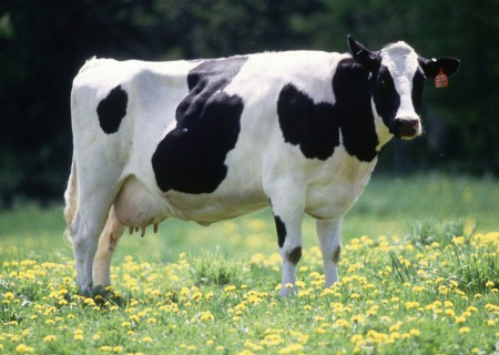 Cow_female_black_white